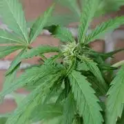 Fast Buds – Mexican Airlines Automatic