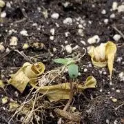 Sensi Seeds - Sticky Orange Automatic