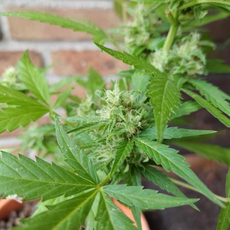 Fast Buds – Mexican Airlines Automatic