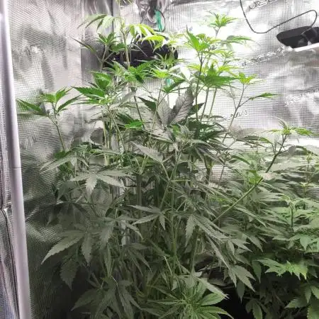 Sensi Seeds – Big Bud