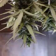 Fast Buds – Jack Herer