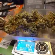 White Widow Cutling #1