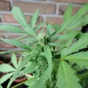 Fast Buds – Mexican Airlines Automatic