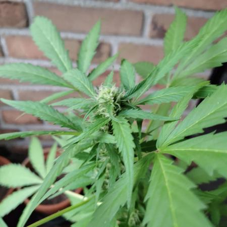 Fast Buds – Mexican Airlines Automatic