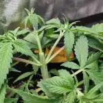 White Label – White Widow
