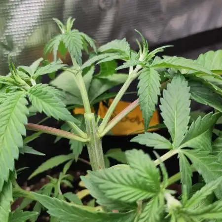 White Label – White Widow