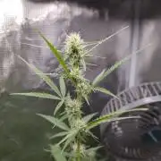 White Diesel Haze Automatic
