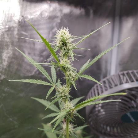 White Diesel Haze Automatic