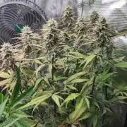 Fast Buds – Jack Herer Automatic