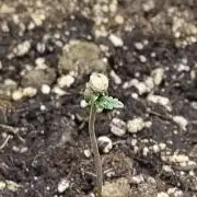 Fast Buds – Mexican Airlines