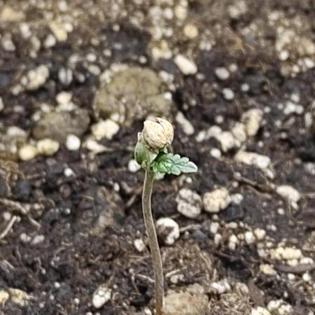 Fast Buds – Mexican Airlines