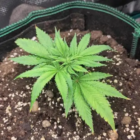 White Widow Cutling #1