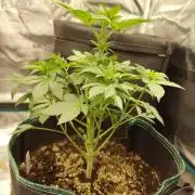 Sensi Seeds – Northern Lights (fem)