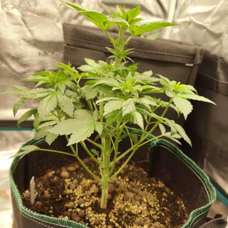 Sensi Seeds – Northern Lights (fem)