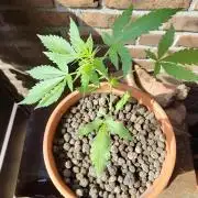 Fast Buds – Mexican Airlines Automatic