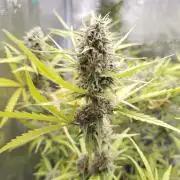 Princess Bubblegum III
