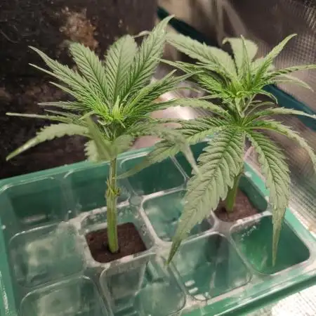 Sensi Seeds – Big Bud