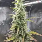 Sensi Seeds – Sticky Orange XXL Auto