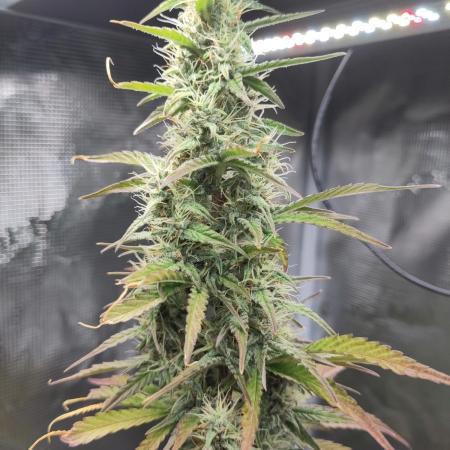 Sensi Seeds – Sticky Orange XXL Auto