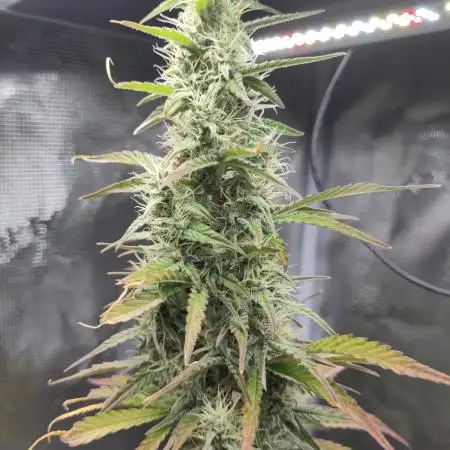 Sensi Seeds – Sticky Orange XXL Auto