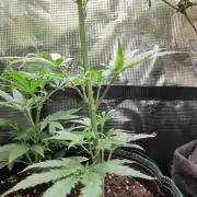 White Label – White Widow Cutling #2