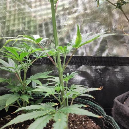 White Label – White Widow Cutling #2