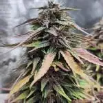 Fast Buds – LSD 25 Auto