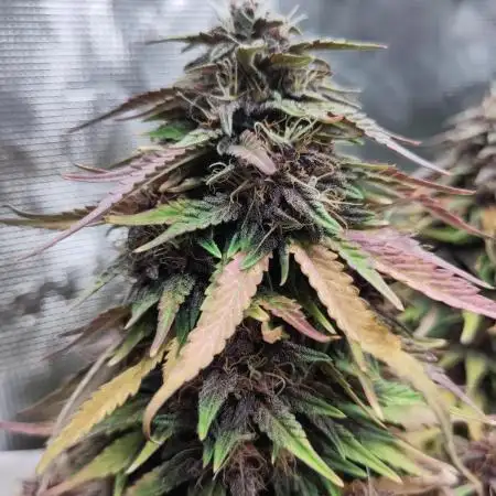 Fast Buds – LSD 25 Auto