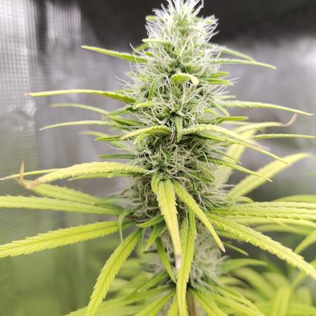 Choclate Rainbow XXL - Sensi Seeds