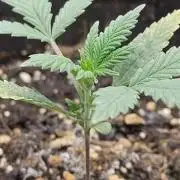 Sensi Seeds - Sticky Orange Automatic