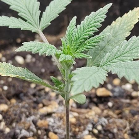 Sensi Seeds - Sticky Orange Automatic