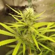 Choclate Rainbow XXL - Sensi Seeds