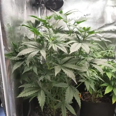 Sensi Seeds – Big Bud