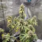 Sensi Seeds – Northern Lights (fem)
