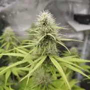 Sensi Seeds - Sticky Orange XXL Auto