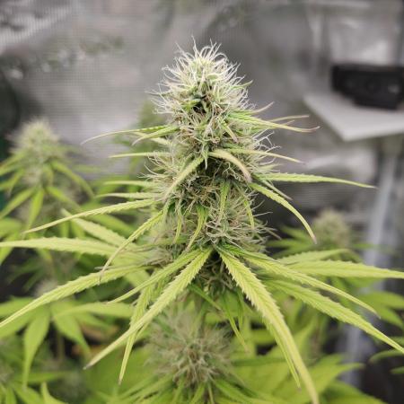 Sensi Seeds - Sticky Orange XXL Auto