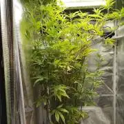 Sensi Seeds – Big Bud