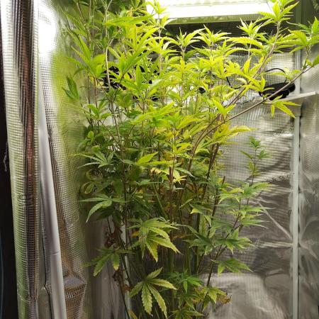 Sensi Seeds – Big Bud