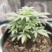 Double Banana Kush Fem