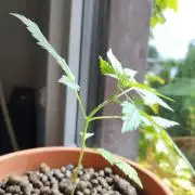 Fast Buds – Mexican Airlines Automatic