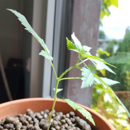 Fast Buds – Mexican Airlines Automatic