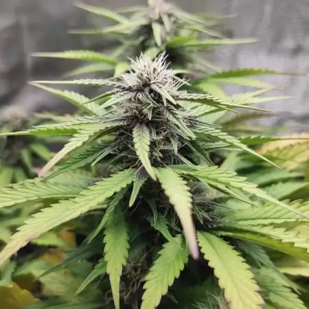 Fast Buds – LSD 25 Auto