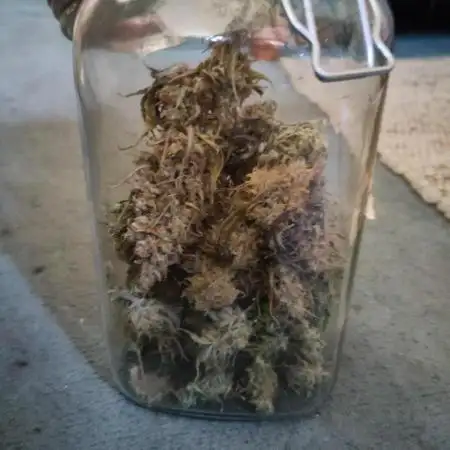 Sensi Seeds – White Diesel Haze Auto
