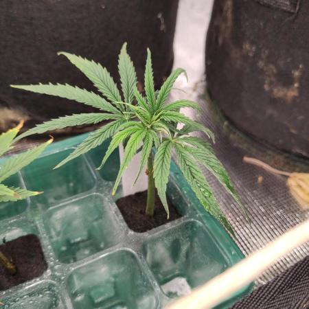 White Label – White Widow