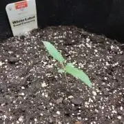 White Diesel Haze Automatic