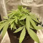 Choclate Rainbow XXL - Sensi Seeds