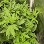 White Label – White Widow