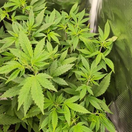 White Label – White Widow