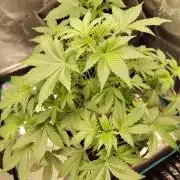 Sensi Seeds – Northern Lights (fem)