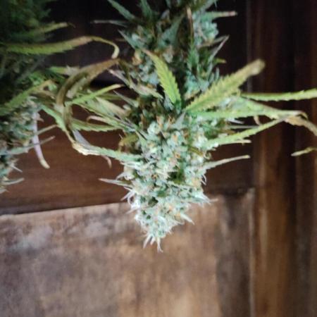 Fast Buds – Bubblegum Automatic